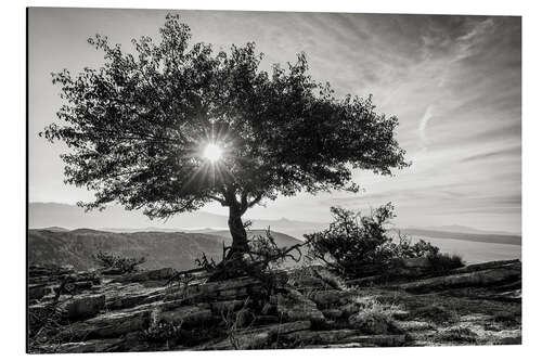 Aluminium print sun tree