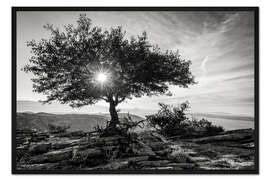 Gerahmter Kunstdruck Sonnenbaum