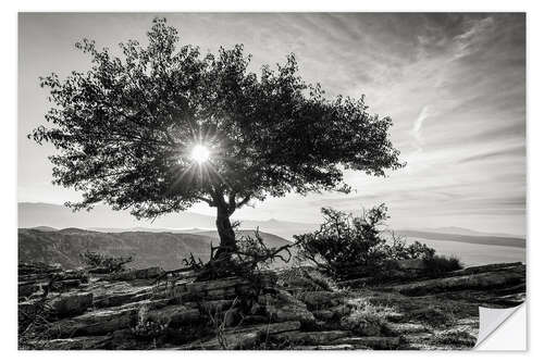 Vinilo para la pared sun tree