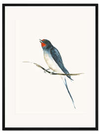 Gerahmter Kunstdruck Schwalbe