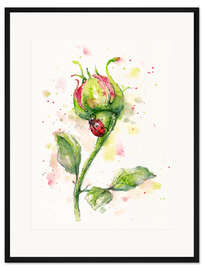 Gerahmter Kunstdruck Marienkäfer auf einer Rose