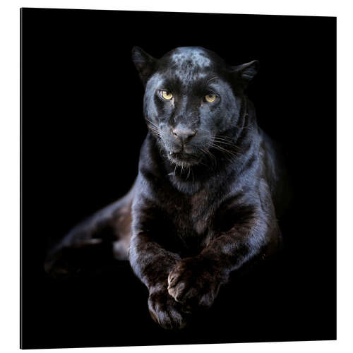 Aluminium print Black leopard