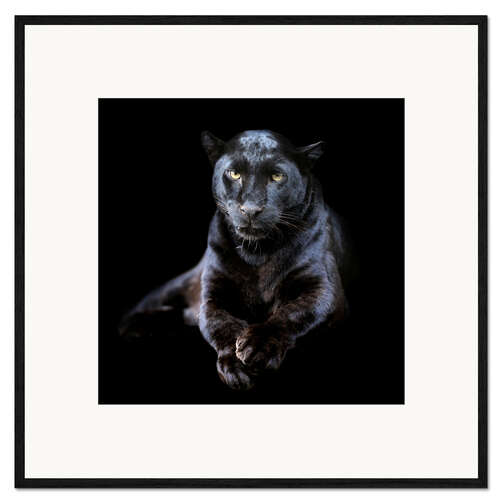 Ingelijste kunstdruk Zwarte luipaard