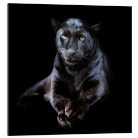 Quadro em plexi-alumínio Leopardo negro