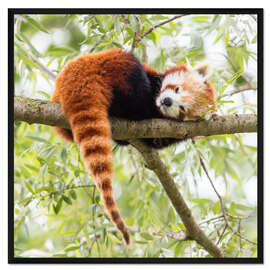 Gerahmter Kunstdruck Roter Panda ruht in einem Baum