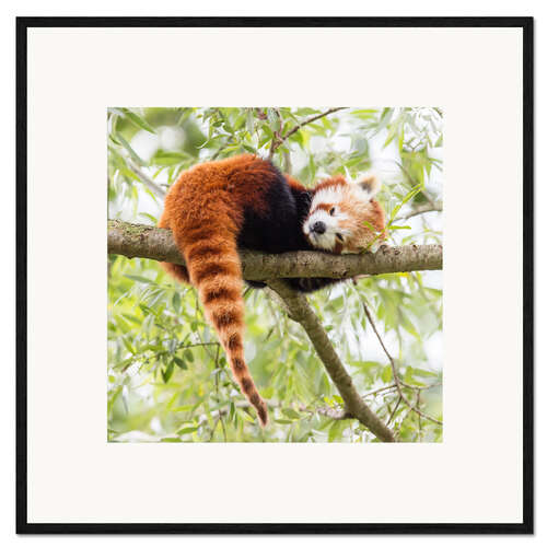 Impressão artística com moldura Panda-vermelho numa árvore