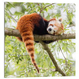 Gallery print Red panda resting in a tree