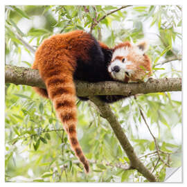 Naklejka na ścianę Red panda resting in a tree