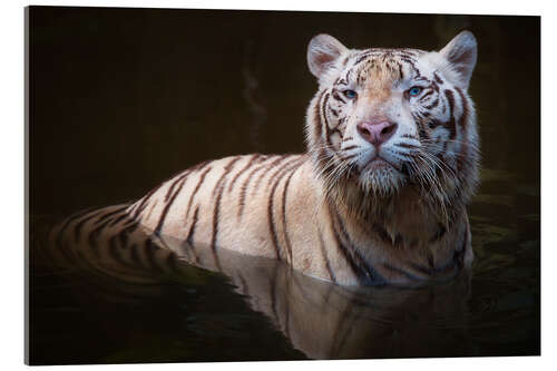 Akrylbilde Tiger bathing