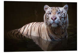 Aluminium print Tiger bathing