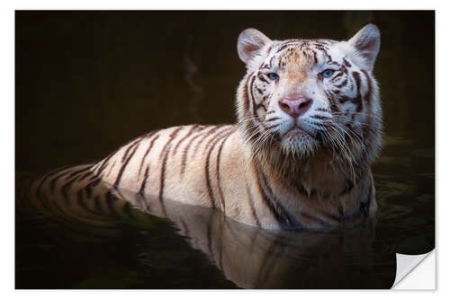 Selvklebende plakat Tiger bathing