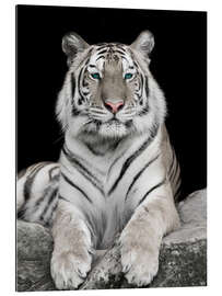 Gallery print Handsome tiger with color accents