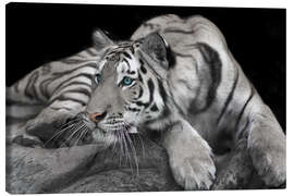 Canvas-taulu Curious tiger