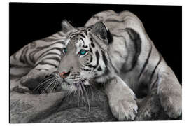 Magnettafel Neugieriger Tiger