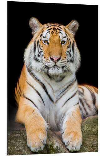 Aluminium print Sumatran Tiger