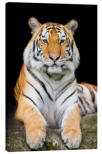 Canvas print Sumatran Tiger