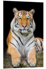 Tableau en PVC Tigre de Sumatra