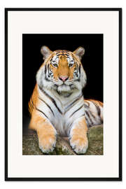 Gerahmter Kunstdruck Sumatra-Tiger