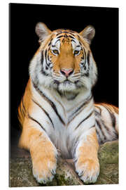 Gallery Print Sumatra-Tiger