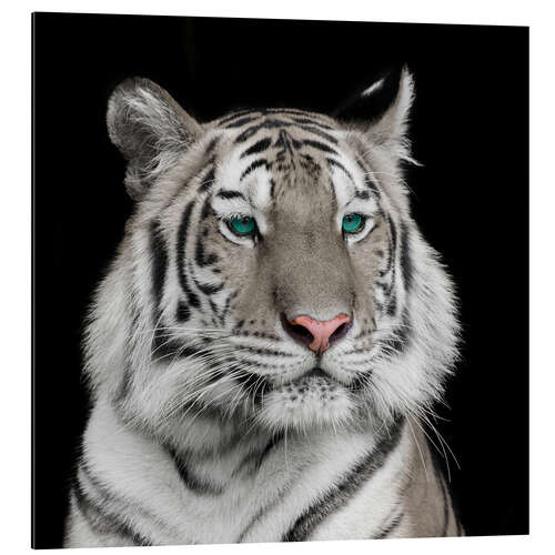 Aluminium print Sumatran tiger with turquoise eyes