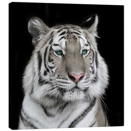 Lienzo  Tigre de Sumatra con ojos turquesas
