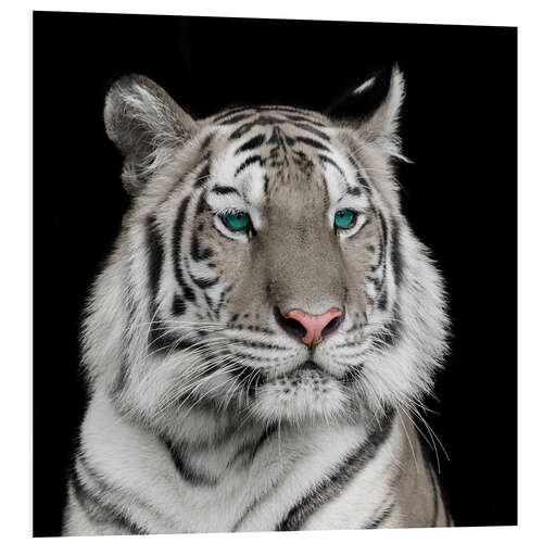 Foam board print Sumatran tiger with turquoise eyes