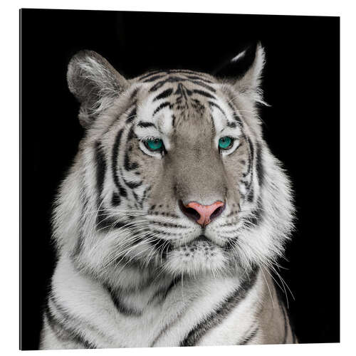 Gallery Print Sumatra-Tiger mit türkisen Augen