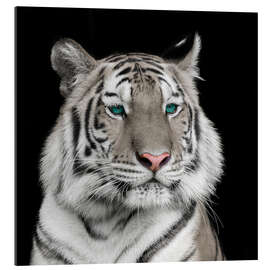 Gallery print Sumatran tiger with turquoise eyes