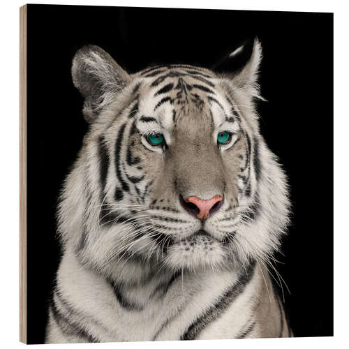 Wood print Sumatran tiger with turquoise eyes