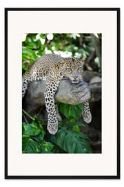 Gerahmter Kunstdruck Leopard hängt rum
