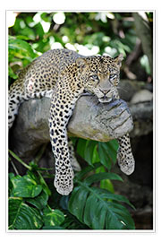 Stampa Leopardo in attesa