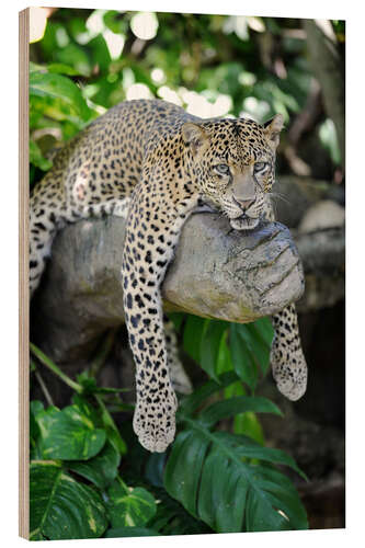 Wood print Leopard Hanging Around