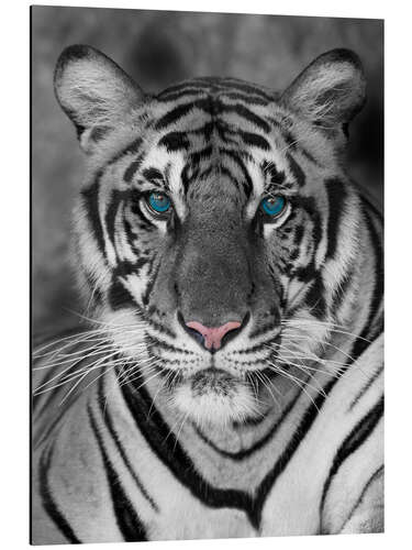 Aluminium print Tiger portrait with colour accents