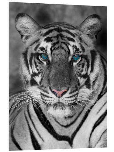 Cuadro de PVC Retrato de un tigre con ojos turquesas