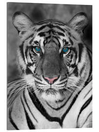 Gallery Print Tigerportrait mit Farbakzenten