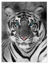 Sticker mural Tigre aux yeux turquoises