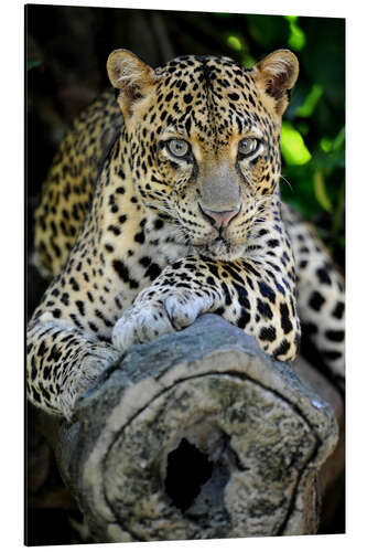 Aluminium print African Leopard