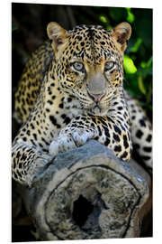 Foam board print African Leopard