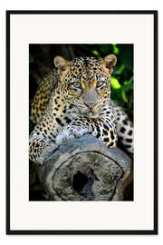 Gerahmter Kunstdruck Afrikanischer Leopard
