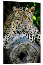 Gallery Print Afrikanischer Leopard