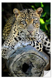 Wall sticker African Leopard