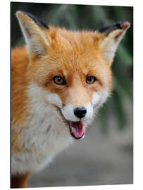 Magnettafel Neugieriger Fuchs