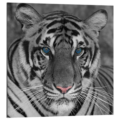 Aluminium print Tiger with color accents