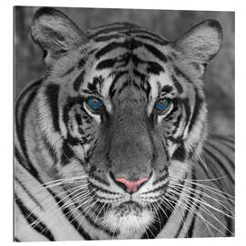 Gallery Print Tiger mit Farbakzenten