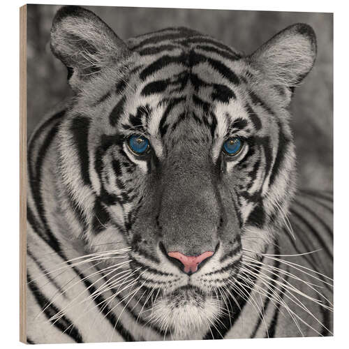 Wood print Tiger with color accents