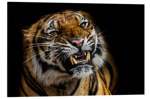 Aluminium print Sumatran Tiger Roaring