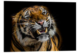 Aluminium print Sumatran Tiger Roaring