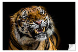 Selvklebende plakat Sumatran Tiger Roaring