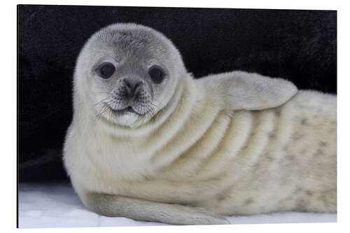 Aluminium print Weddell seal pup