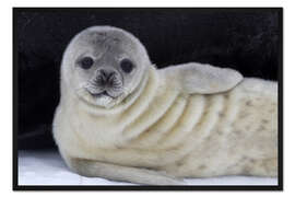 Gerahmter Kunstdruck Baby-Weddellrobbe